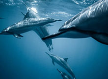 开云体育-湖人对库兹马去留持开放态度 市场价值不高难出手